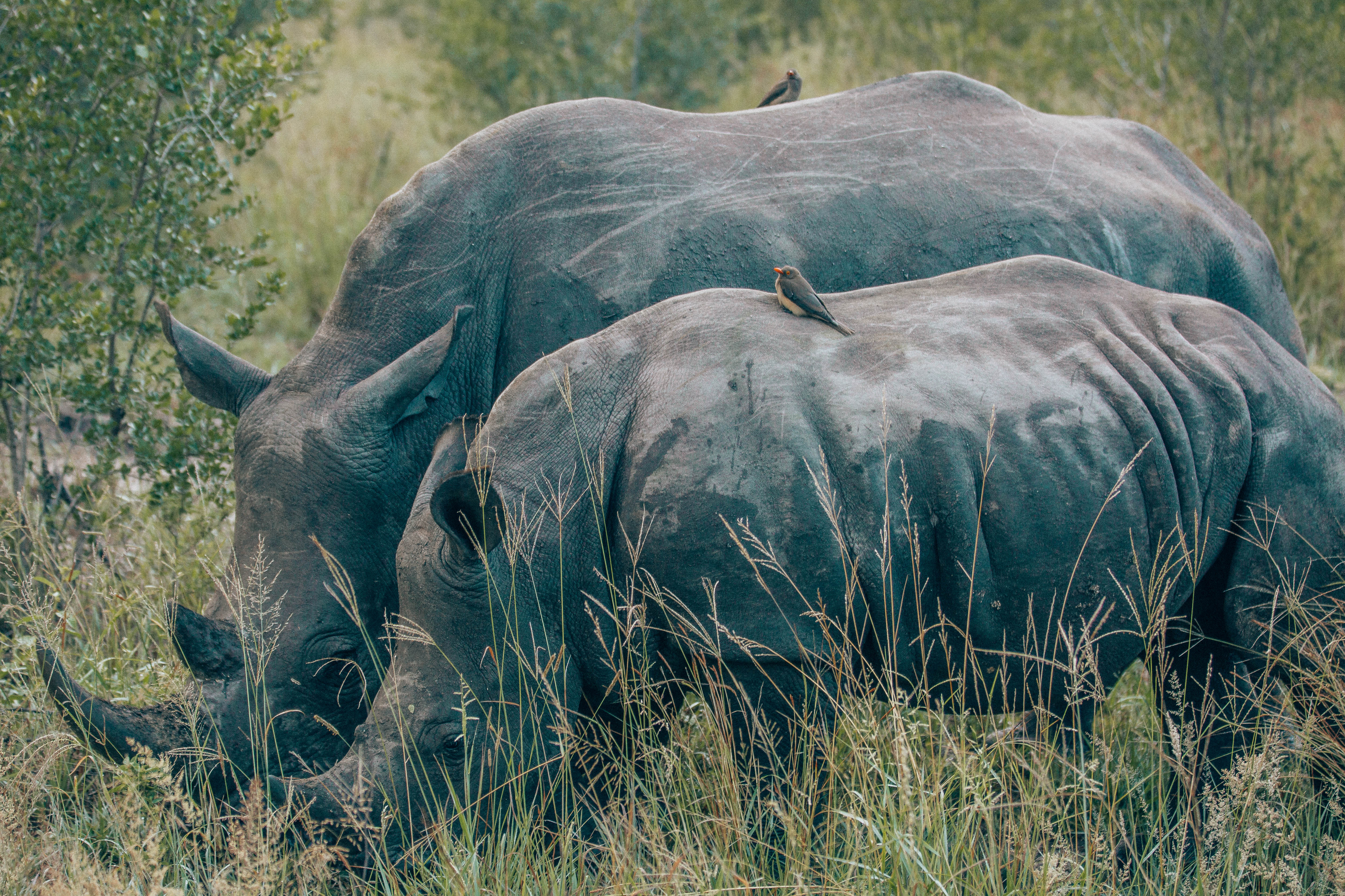 Rhino mama with baby rhino.
