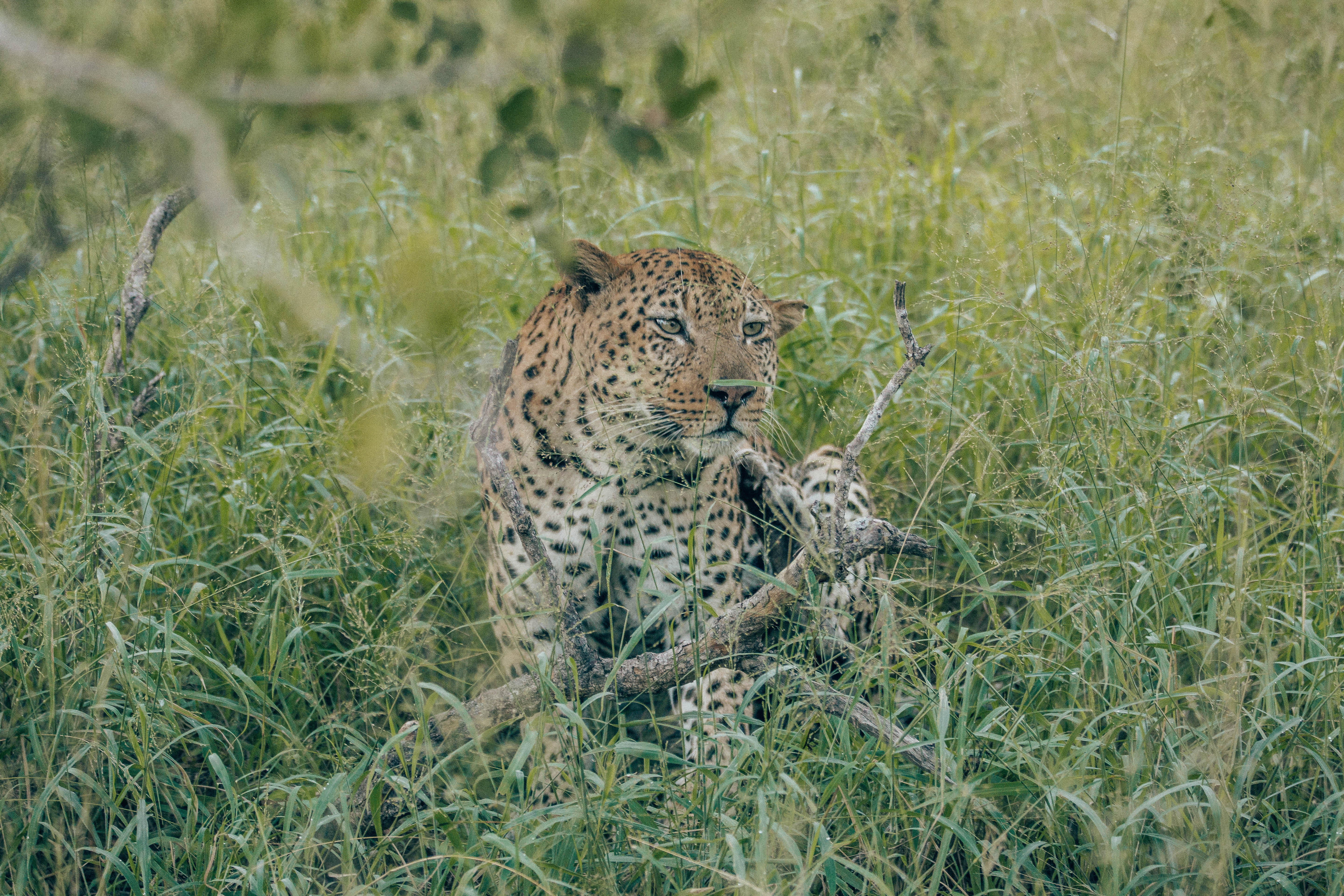 Leopard in the brush.