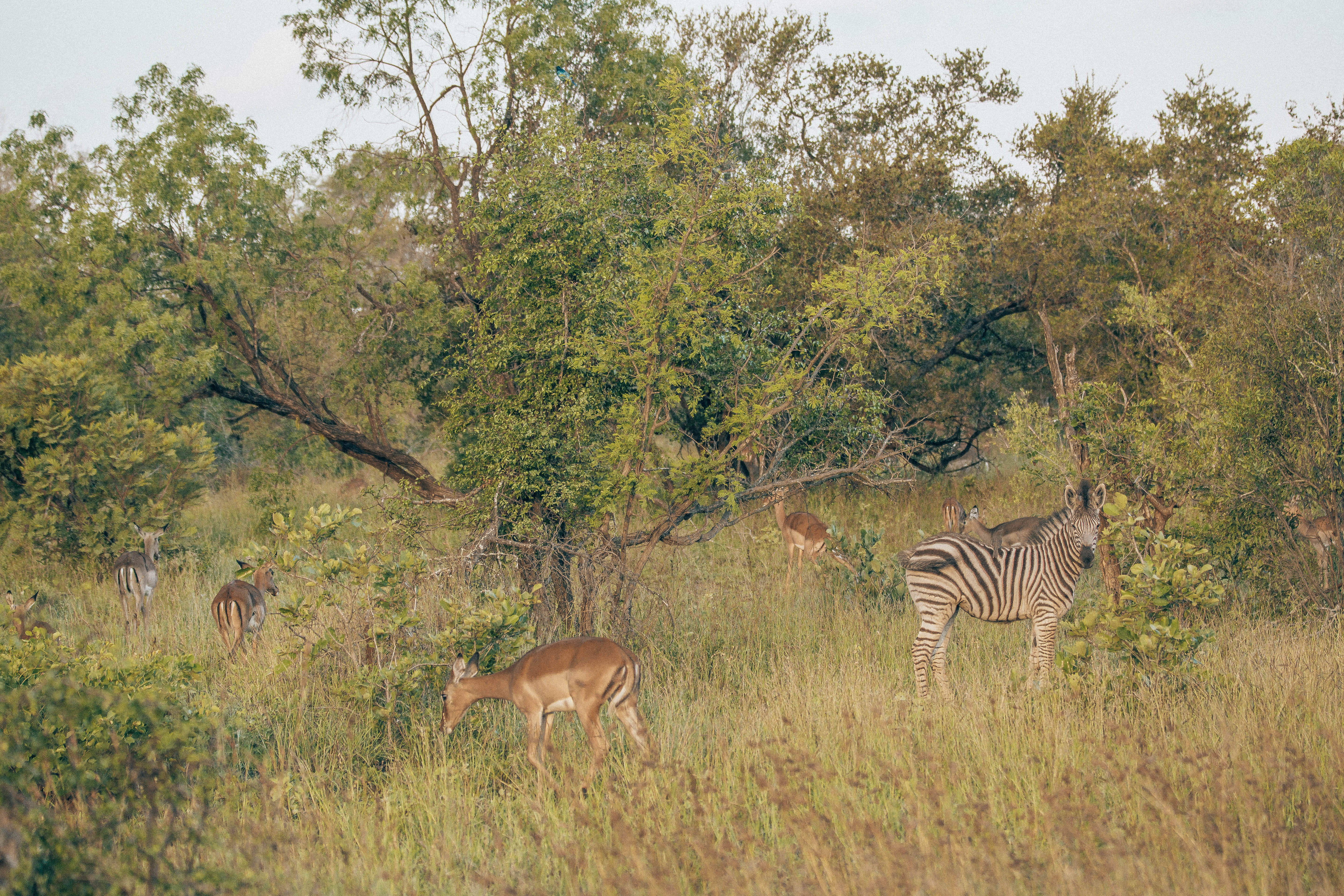 Zebra and impala.