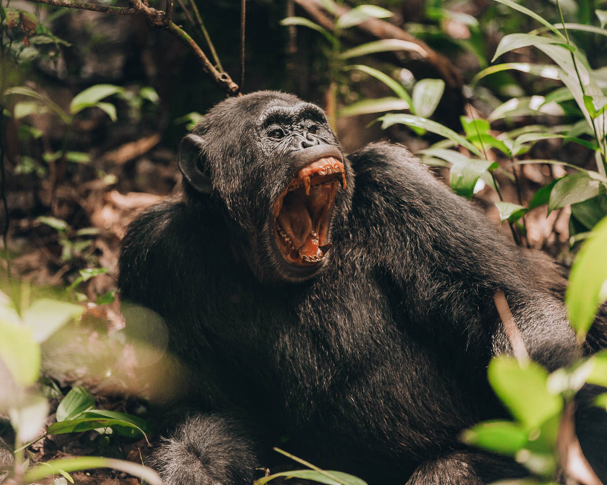 yawning adult chimpanzee with big teeth kibale national park uganda itinerary