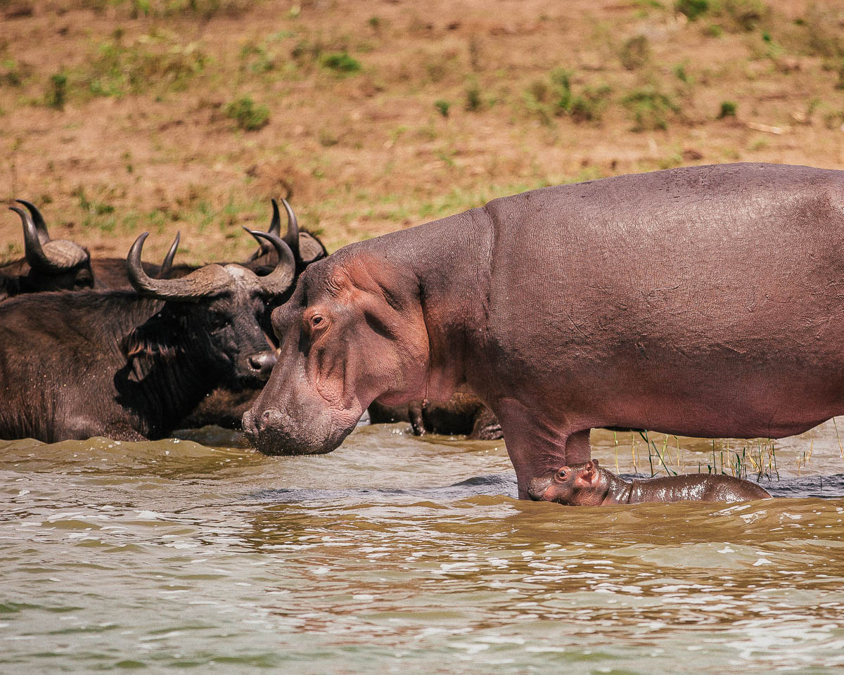mother and baby hippo queen elizabeth national park uganda itinerary