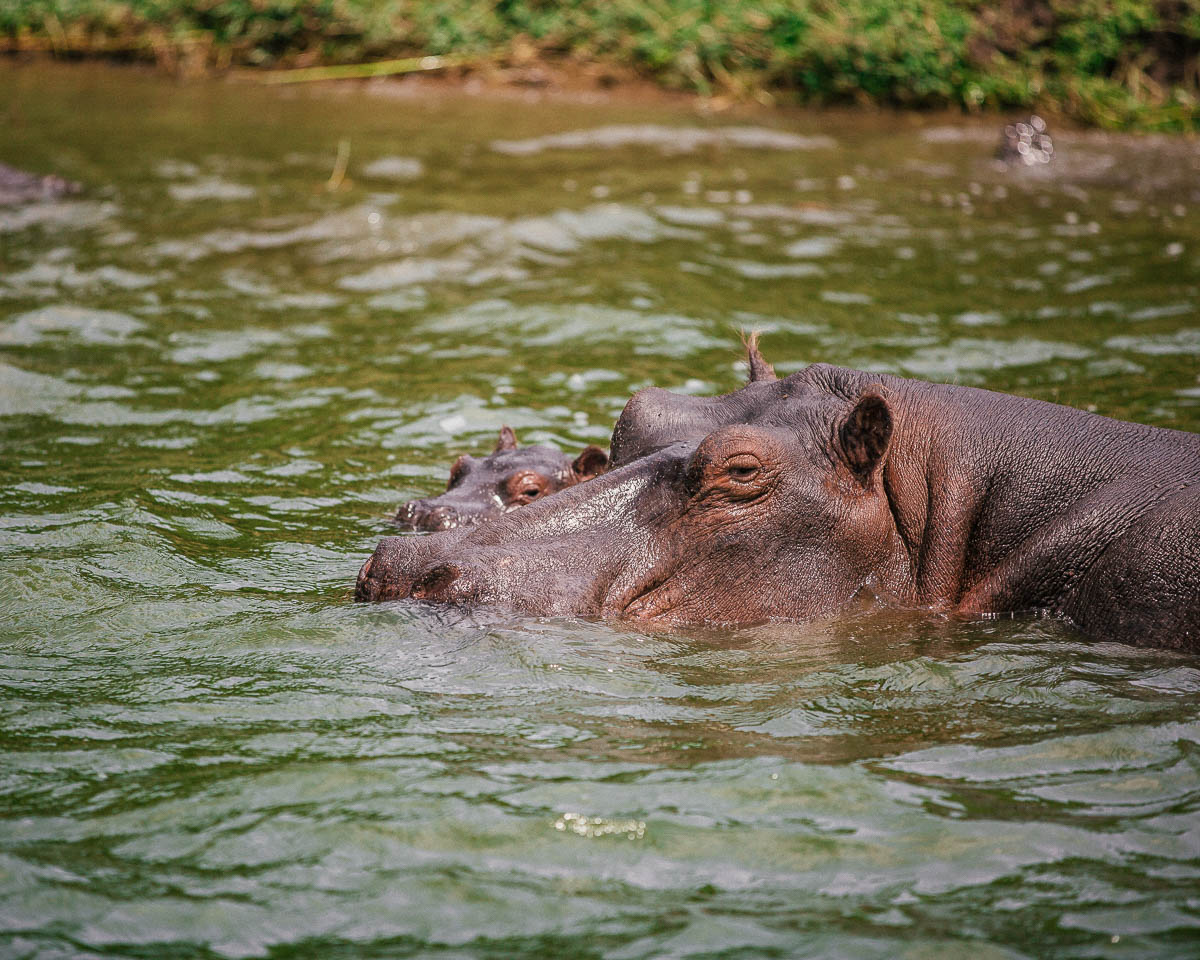 hippos queen elizabeth national park uganda itinerary