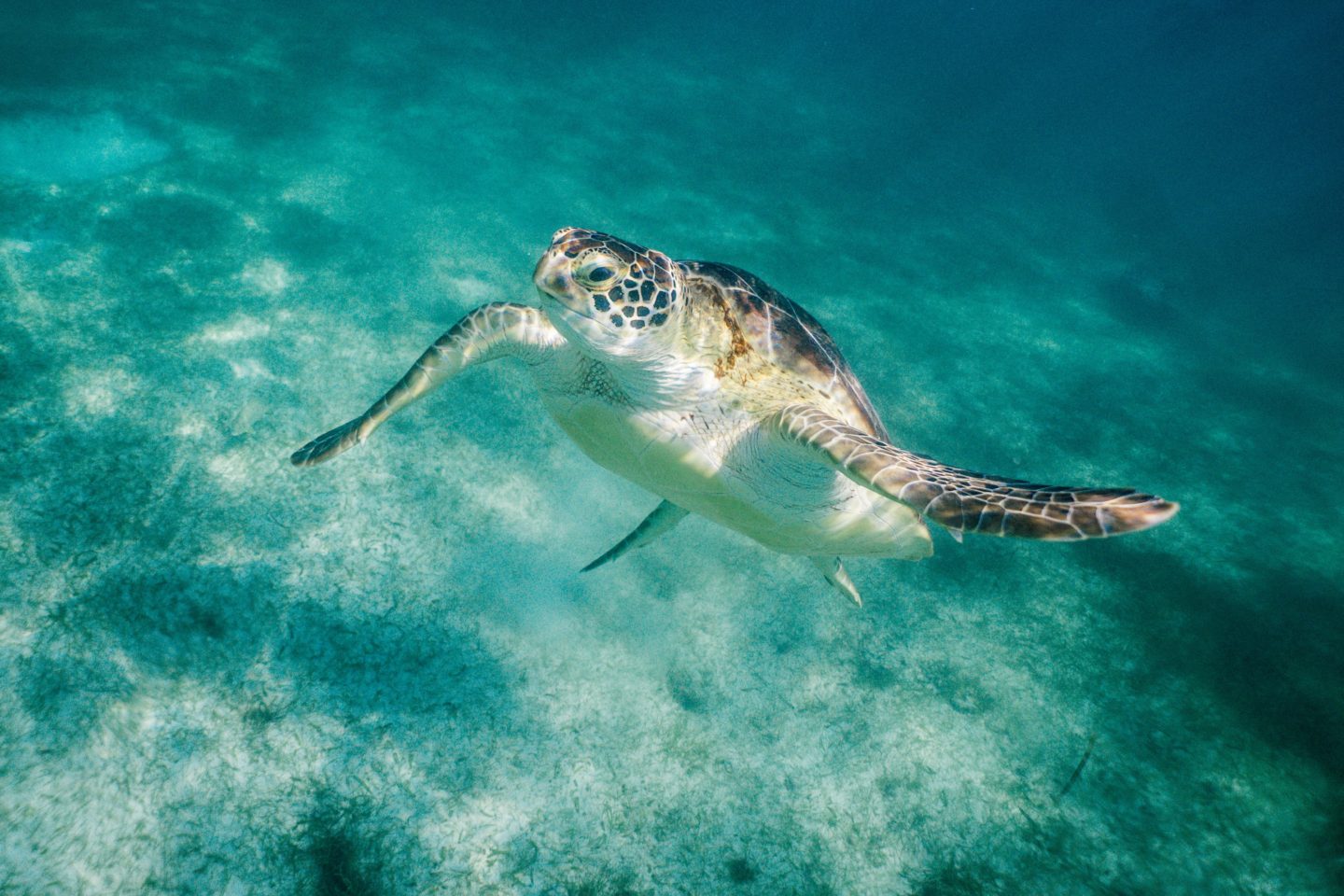 Cozumel All-Inclusive Resorts: Scuba dive with turtles, just like this guy!