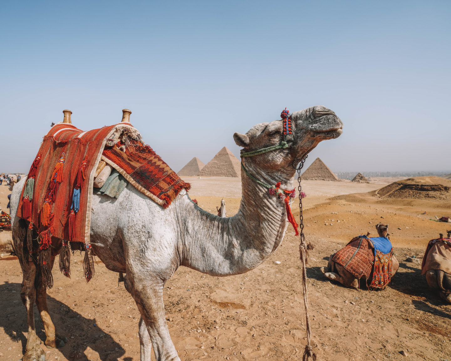 close up of camel with pyramid backdrop | egypt itinerary