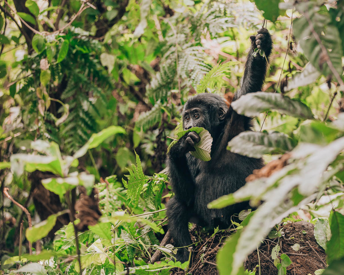 baby gorilla eating leaf and holding branch bwindi impenetrable forest uganda itinerary