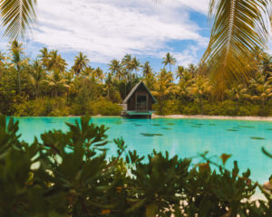 lagoonarium in bora bora with single hut with photo framed by palm trees and plants