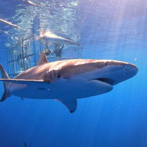 shark swimming by cage in north shore oahu hawaii