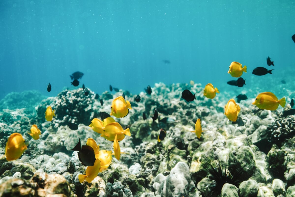 yellow and black fish swimming underwater in hawaii