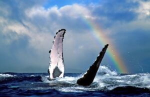 whale breaching in whale watching with rainbow above hawaii
