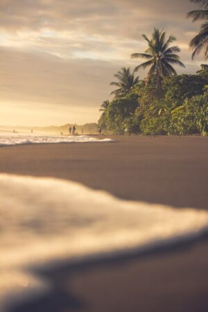 low perspective photo of the beach in costa rica with palm trees lining the beach