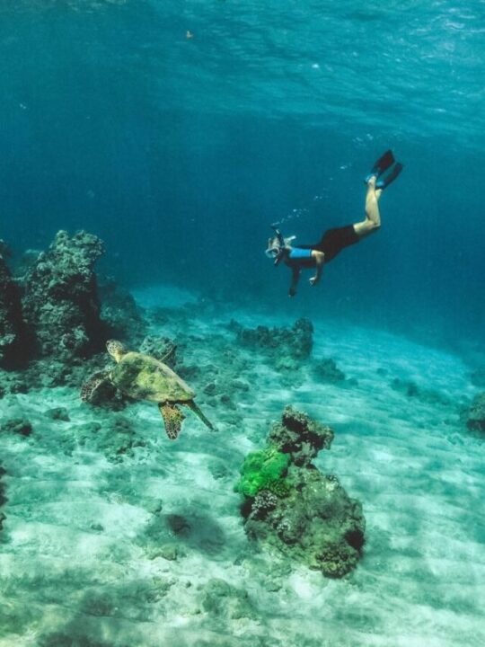 cropped-things-to-do-in-maui-snorkeling-1.jpg