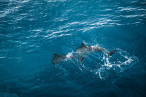 two dolphins swimming in the water