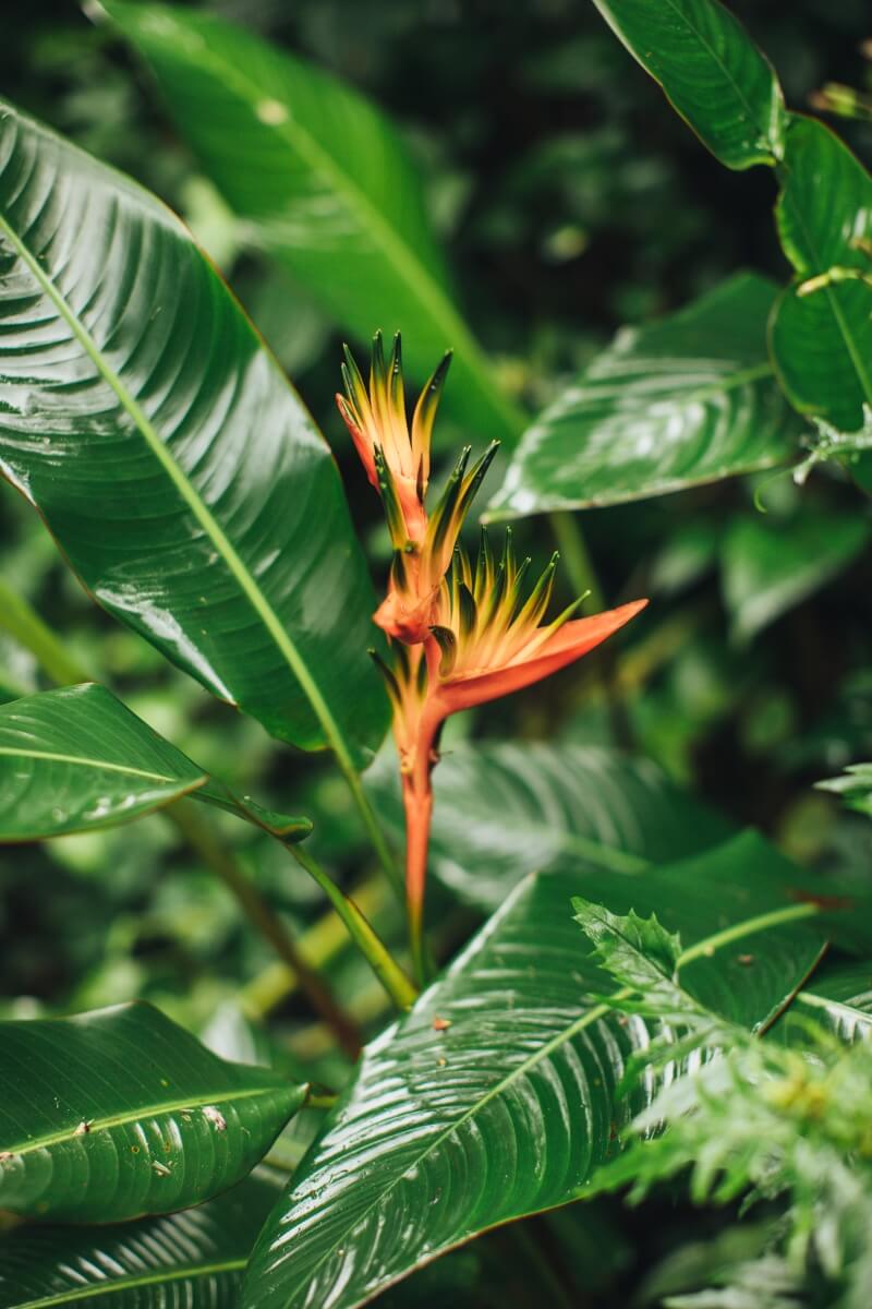 close up of bird of paradise flower surrounded by greenery in maui hawaii