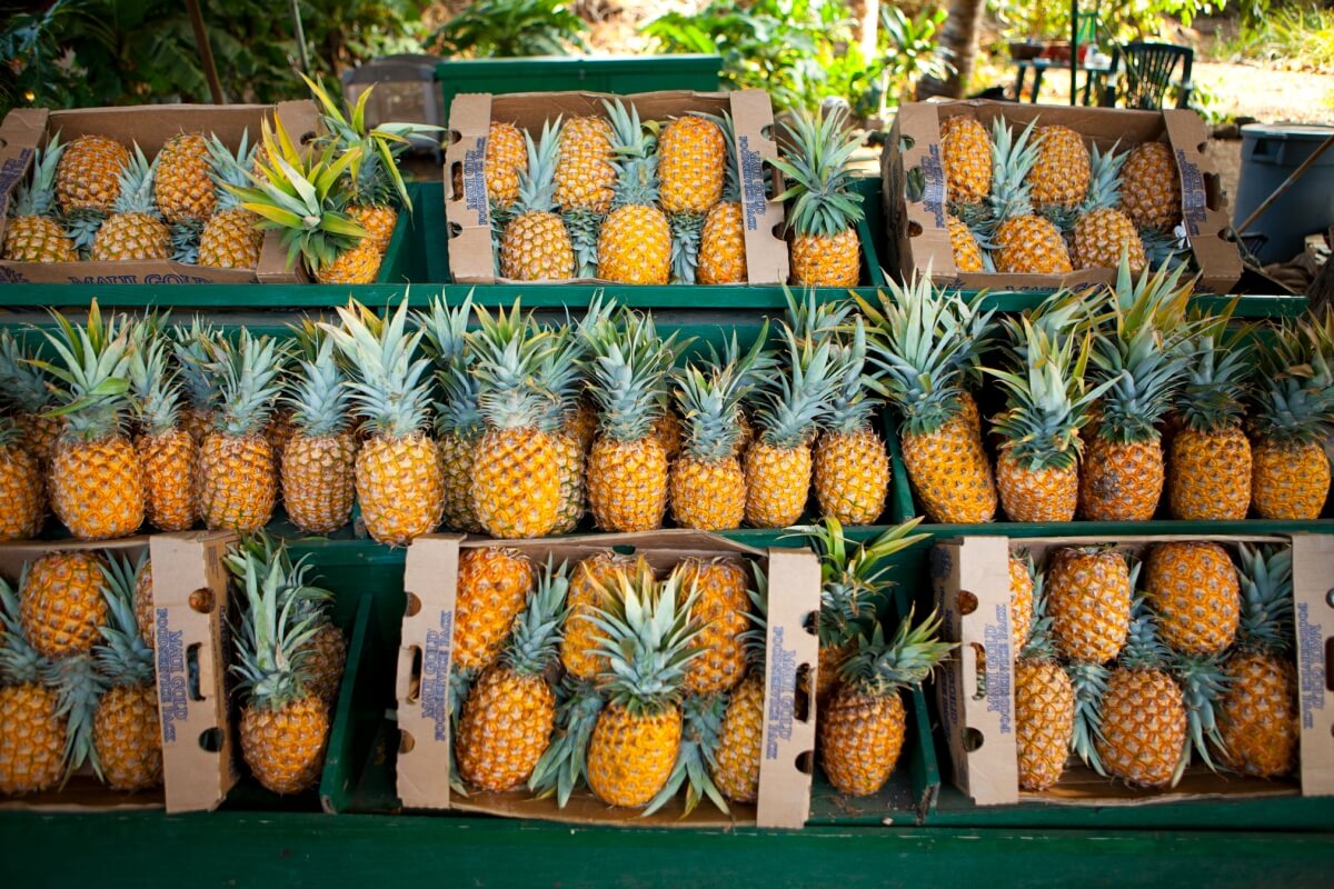a pineapple stand with dozens of ripe pineapples
