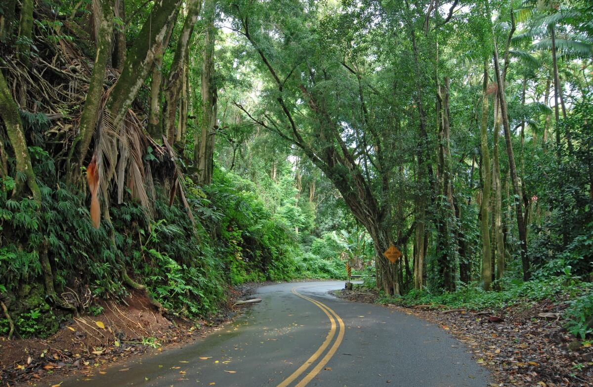 winding road surrounded by lush greenery and trees on the road to hana, one of the best things to do in maui hawaii