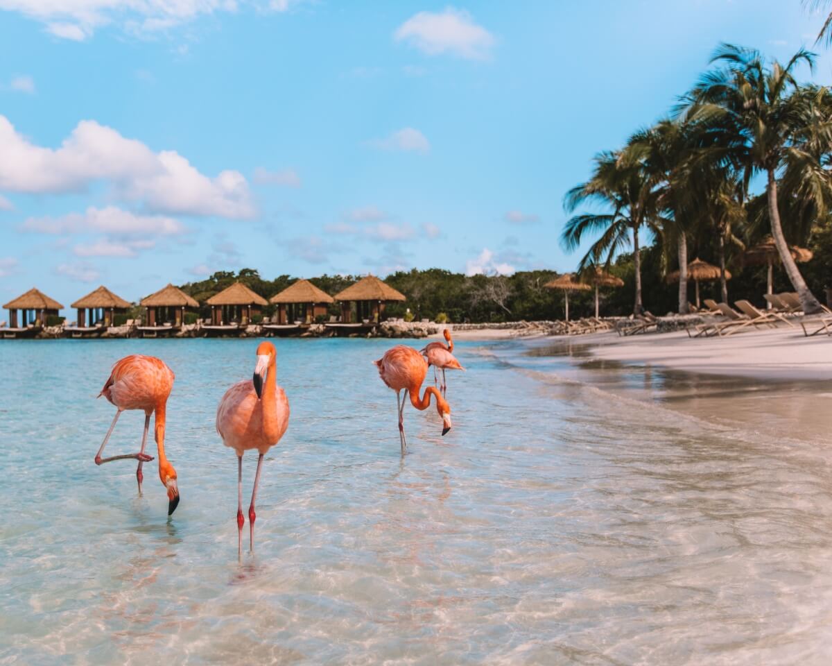five flamingos standing on flamingo beach aruba with overwater bungalows and palm trees in the background on renaissance private island in aruba