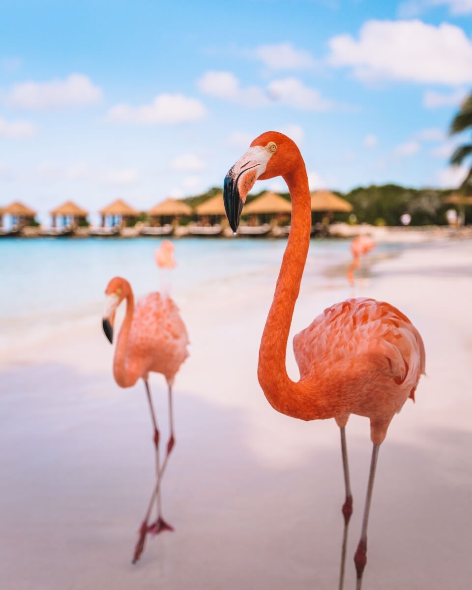 close up of two flamingos at flamingo beach aruba renaissance island day pass