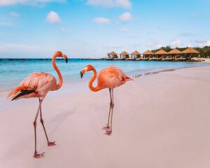 close of up two pink flamingos facing each other on beach with blue water and overwater private cabanas in the background aruba flamingo beach renaissance private island