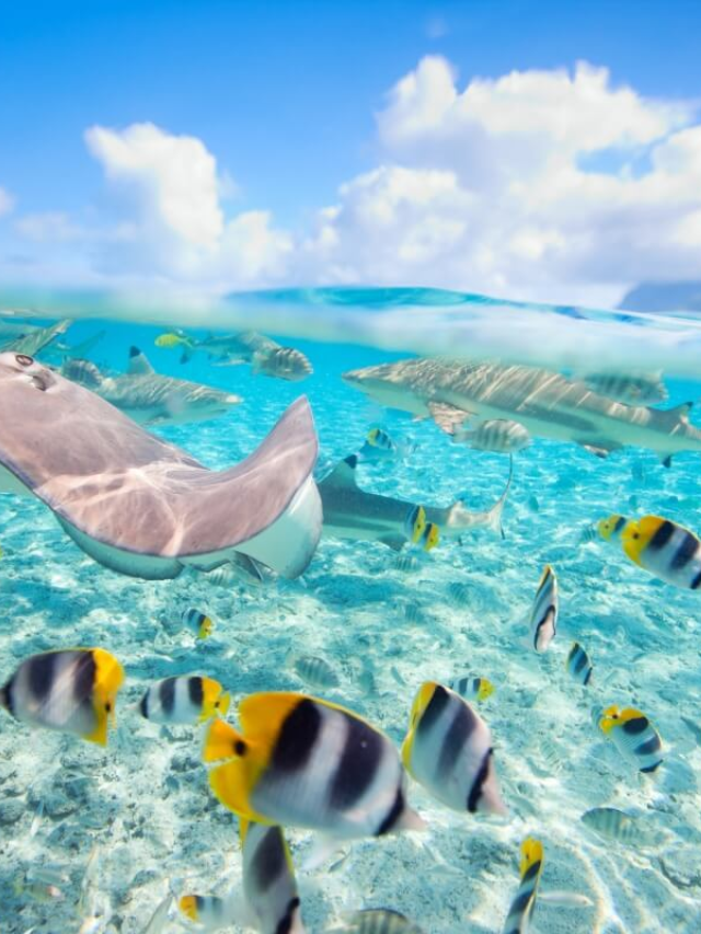 Bora Bora Vs. The Maldives Story