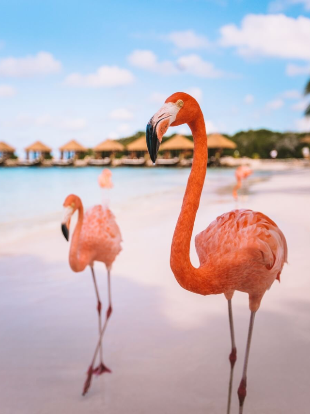 Flamingo Beach in Aruba Story