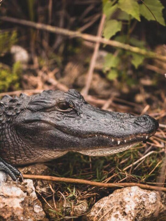 small alligator sitting on rocks surrounded by sticks and plants in everglades national park