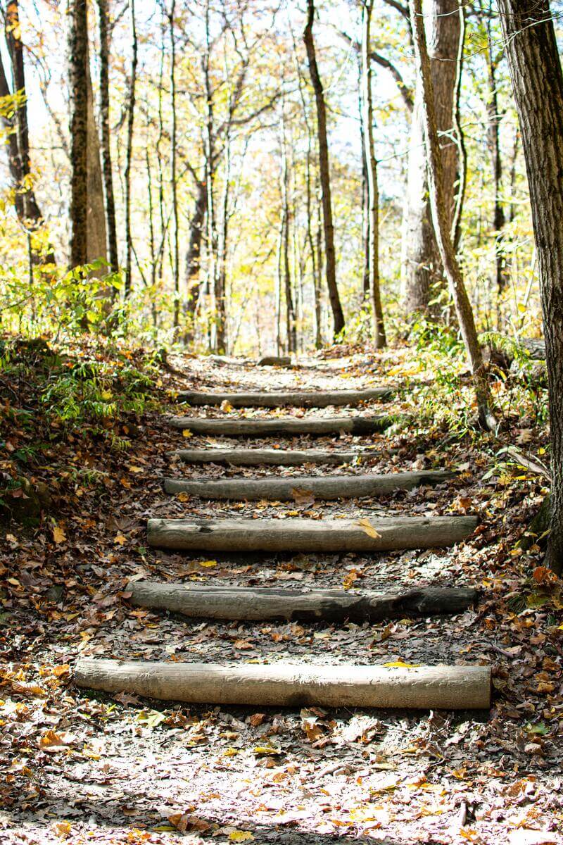 steps made out of logs at cuyahoga national park in ohio leading into scarcely covered trees during fall