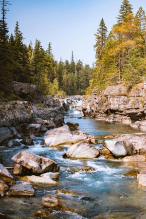 mild river rapids through rocky river with evergreen trees in the backdrop at glacier national park in montana