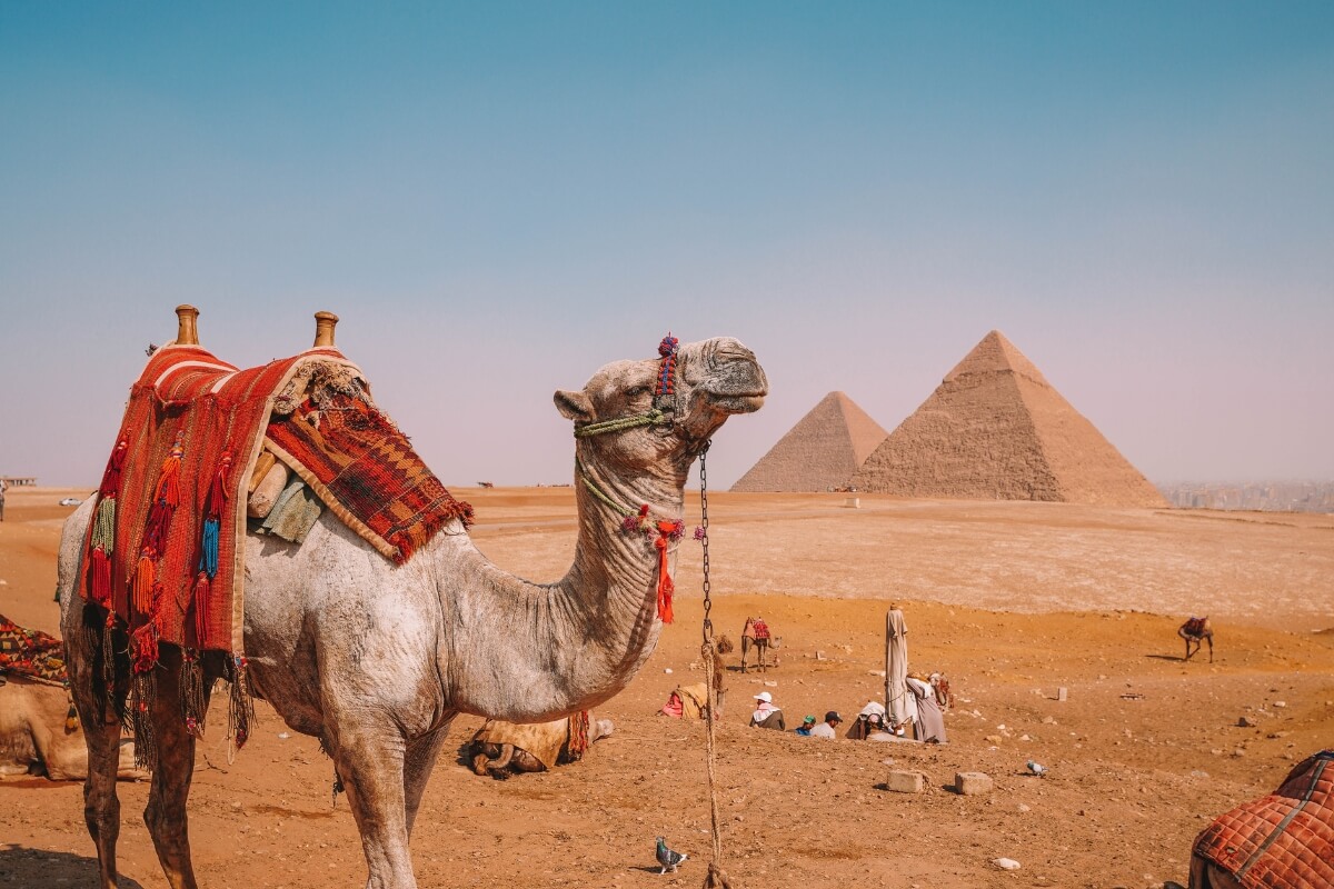 a camel with a red saddle and harness standing in front of the desert in Egypt with the Great Pyramids of Giza in the backdrop