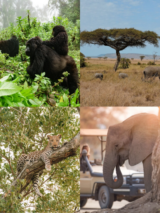 Safest Countries for Safari in Africa-Cover image