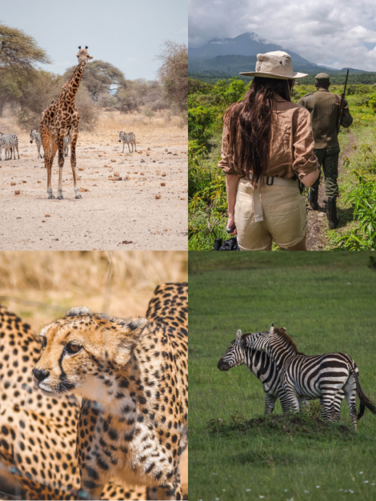 How to Plan an African Safari-Cover image